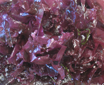 Röd dulse är lite söt i smaken röda alger PS