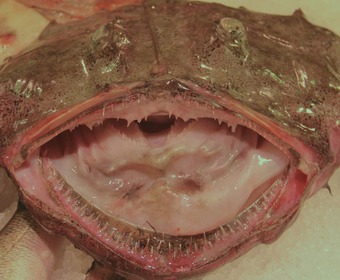 marulk