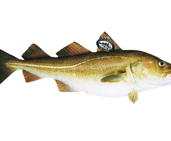 Torsk skrei PS