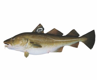 Skrei – torsk när den är som bäst Skrei norsk torsk