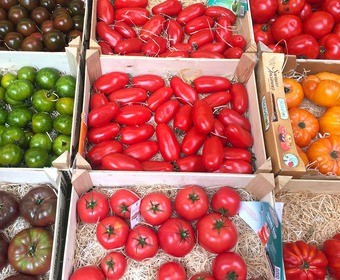 Allt om tomater i PS tomatguide Tomater PS