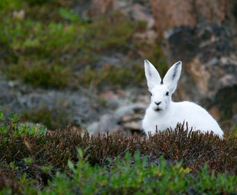 hare, skogshare